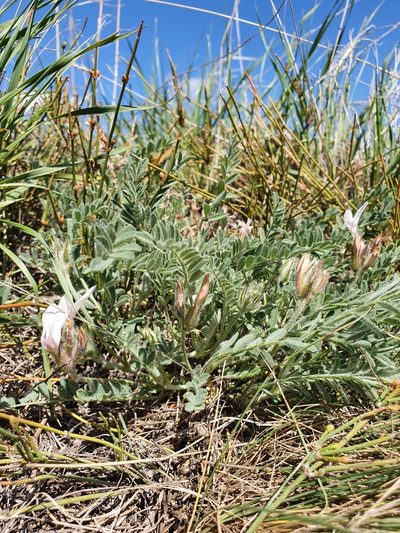 Astragalus sareptanus, photographed by Анна Митрошенкова