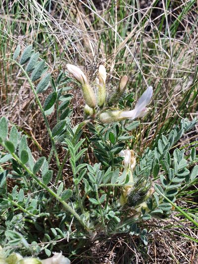 Astragalus sareptanus, photographed by Анна Митрошенкова