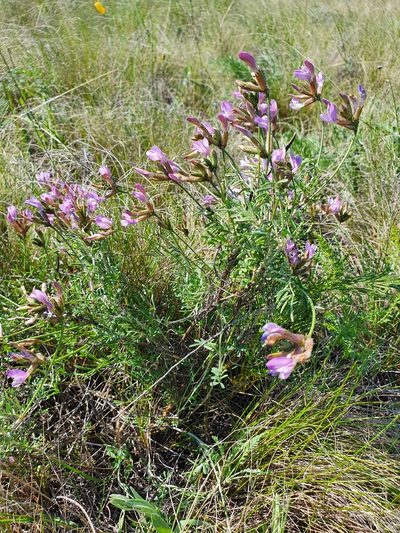 Astragalus temirensis, photographed by Анна Митрошенкова