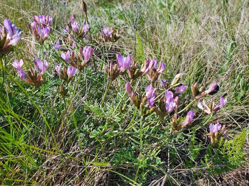Astragalus temirensis, photographed by Анна Митрошенкова