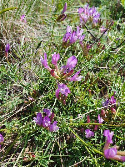 Astragalus temirensis, photographed by Анна Митрошенкова