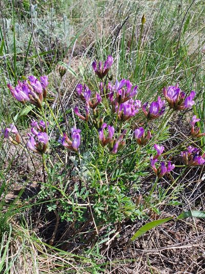 Astragalus temirensis, photographed by Анна Митрошенкова
