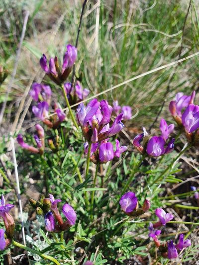 Astragalus temirensis, photographed by Анна Митрошенкова