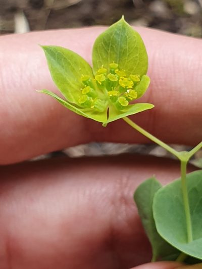 Bupleurum subovatum, photographed by Mehdi Chetibi