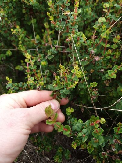 Hypocalymma cordifolium, photographed by Em Lamond