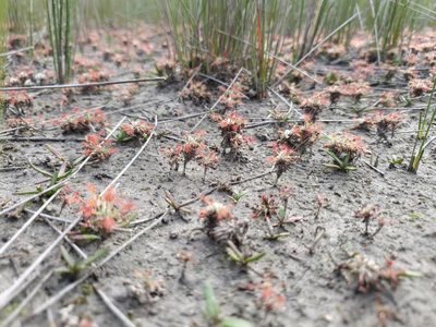 Drosera verrucata, photographed by Em Lamond