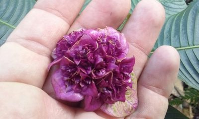 Palicourea chiriquiensis, photographed by rockybajada