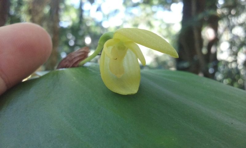 Pleurothallis titan, photographed by rockybajada