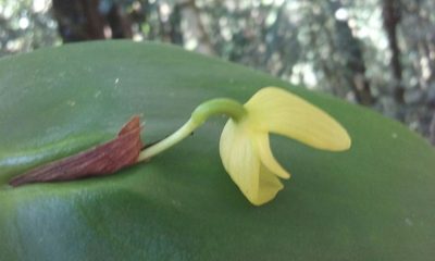 Pleurothallis titan, photographed by rockybajada