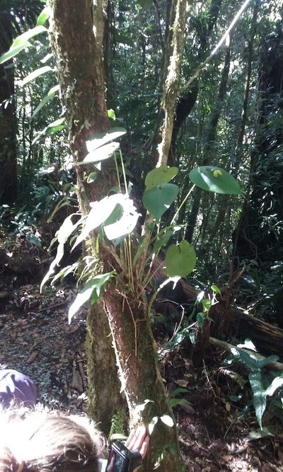 Pleurothallis titan, photographed by rockybajada