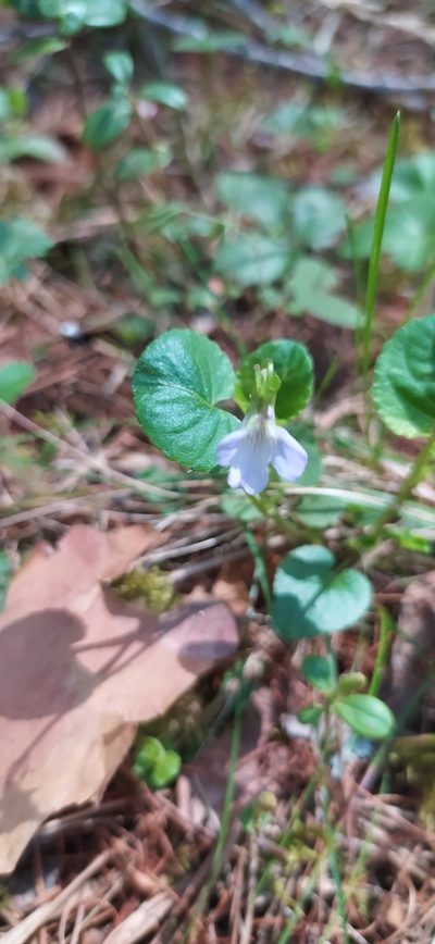 Viola mauritii, photographed by Алексей Ябс