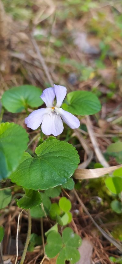 Viola mauritii, photographed by Алексей Ябс