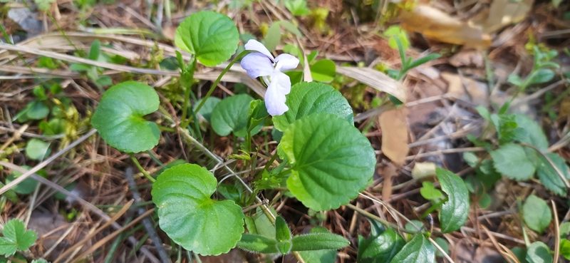 Viola mauritii, photographed by Алексей Ябс