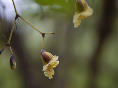 Stereospermum colais, photographed by Dinesh Valke