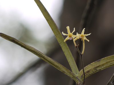 Vanda testacea, photographed by Dinesh Valke