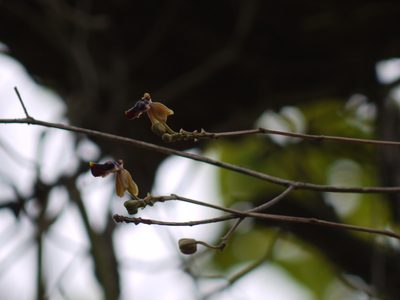 Cottonia peduncularis, photographed by Dinesh Valke