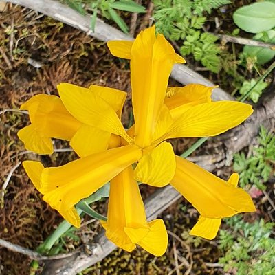 Iris juncea, photographed by Mehdi Chetibi