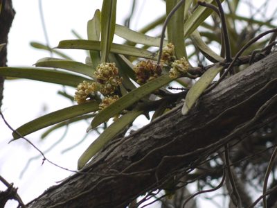 Acampe praemorsa, photographed by Dinesh Valke
