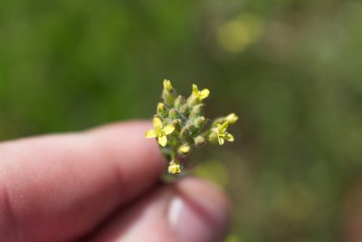Camelina microcarpa, photographed by David Sandler