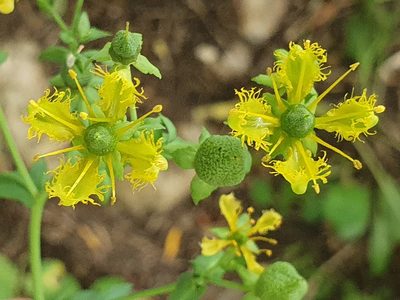 Ruta chalepensis, photographed by Mehdi Chetibi