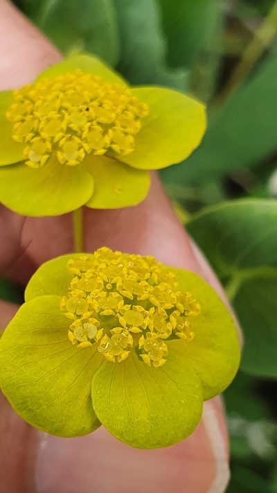Bupleurum subovatum, photographed by Mehdi Chetibi