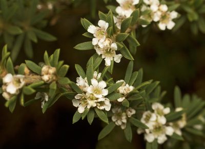 Taxandria linearifolia, photographed by Tony Eales