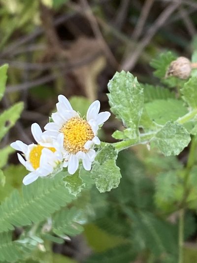 Egletes prostrata, photographed by Jean-Paul Boerekamps