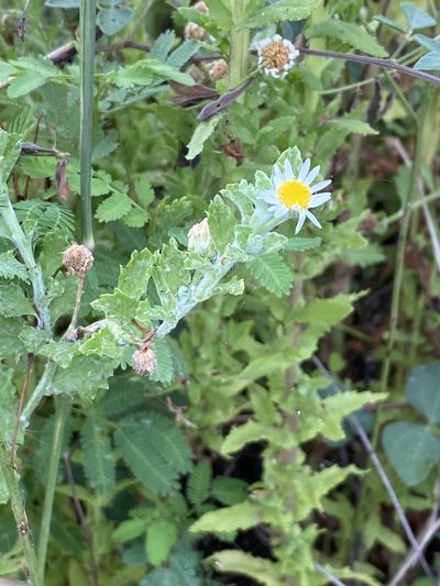 Egletes prostrata, photographed by Jean-Paul Boerekamps