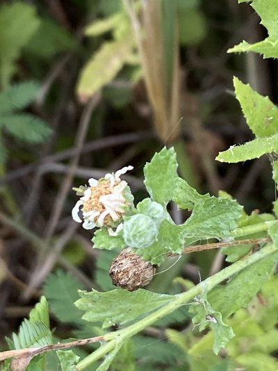 Egletes prostrata, photographed by Jean-Paul Boerekamps