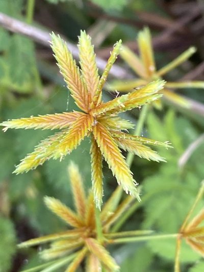 Cyperus oxylepis, photographed by Jean-Paul Boerekamps