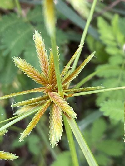 Cyperus oxylepis, photographed by Jean-Paul Boerekamps