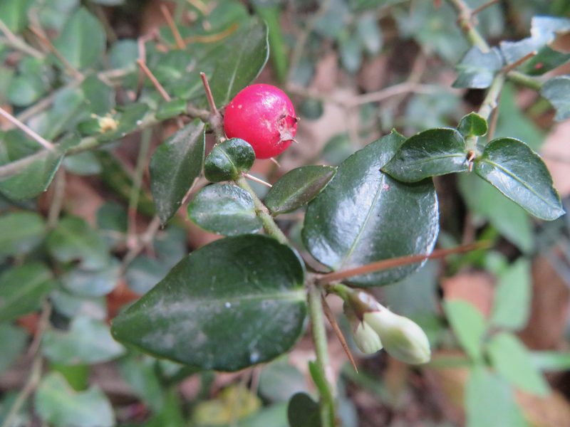Damnacanthus indicus, photographed by Marco Mussita