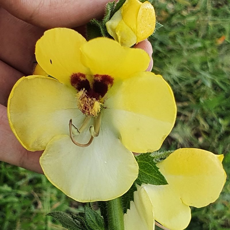 Verbascum creticum, photographed by Mehdi Chetibi