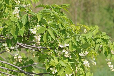 Staphylea pinnata, photographed by Christoph Moning
