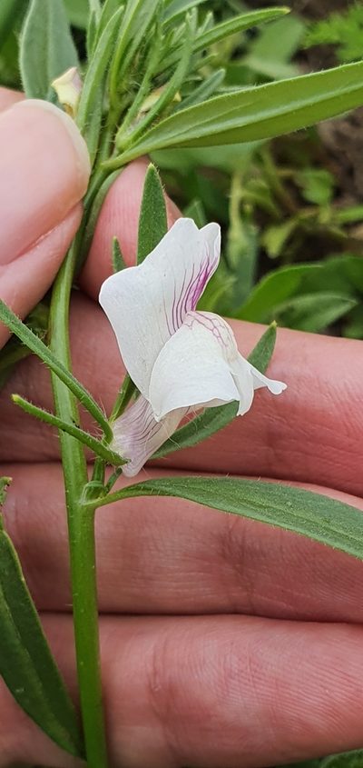 Misopates calycinum, photographed by Mehdi Chetibi