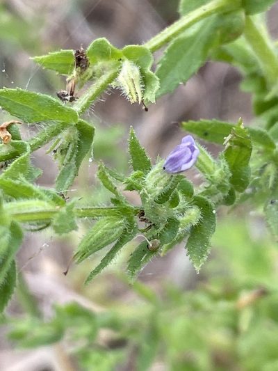 Stemodia maritima, photographed by Jean-Paul Boerekamps