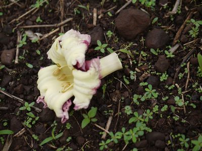 Oroxylum indicum, photographed by Dinesh Valke