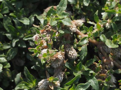 Alternanthera paronychioides, photographed by 葉子