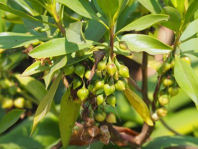 Myoporum bontioides, photographed by 葉子