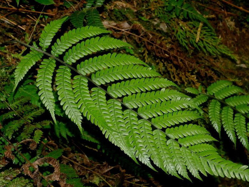 Cyclogramma omeiensis, photographed by Jacy Chen