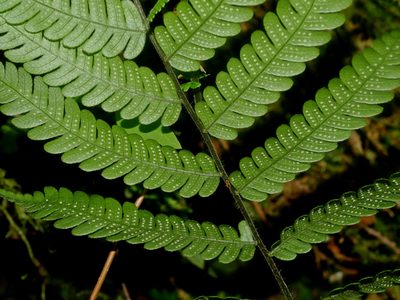 Cyclogramma omeiensis, photographed by Jacy Chen