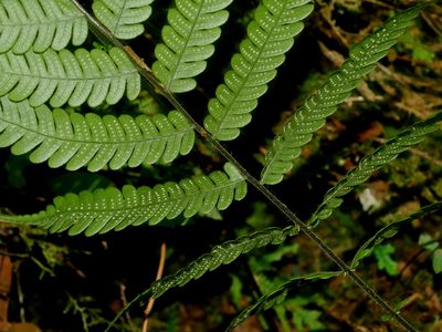 Cyclogramma omeiensis, photographed by Jacy Chen