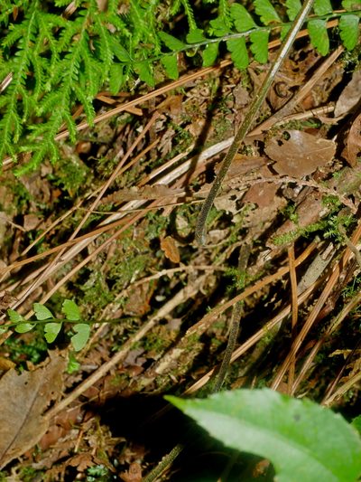 Cyclogramma omeiensis, photographed by Jacy Chen