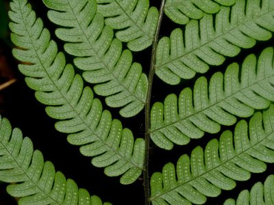 Cyclogramma omeiensis, photographed by Jacy Chen
