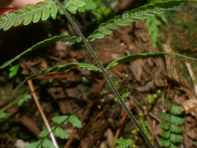 Cyclogramma omeiensis, photographed by Jacy Chen