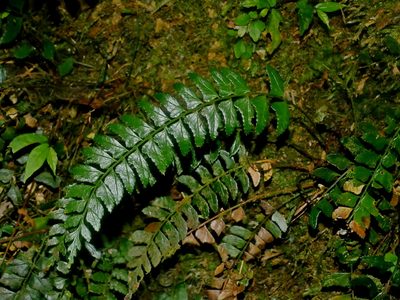 Polystichum obliquum, photographed by Jacy Chen