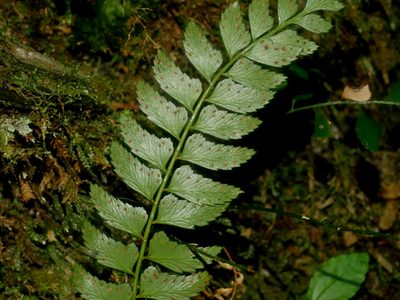 Polystichum obliquum, photographed by Jacy Chen