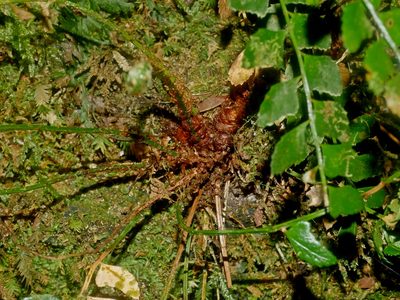 Polystichum obliquum, photographed by Jacy Chen