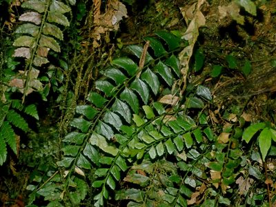 Polystichum obliquum, photographed by Jacy Chen