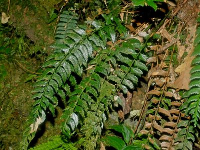 Polystichum obliquum, photographed by Jacy Chen